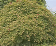 Japanese Maple foliage