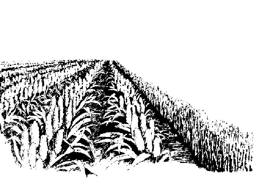 illustration of row crops