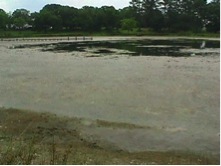 pond with low water levels during drought