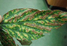 Diseased leaf