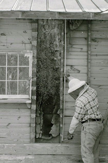 Large beehive in house