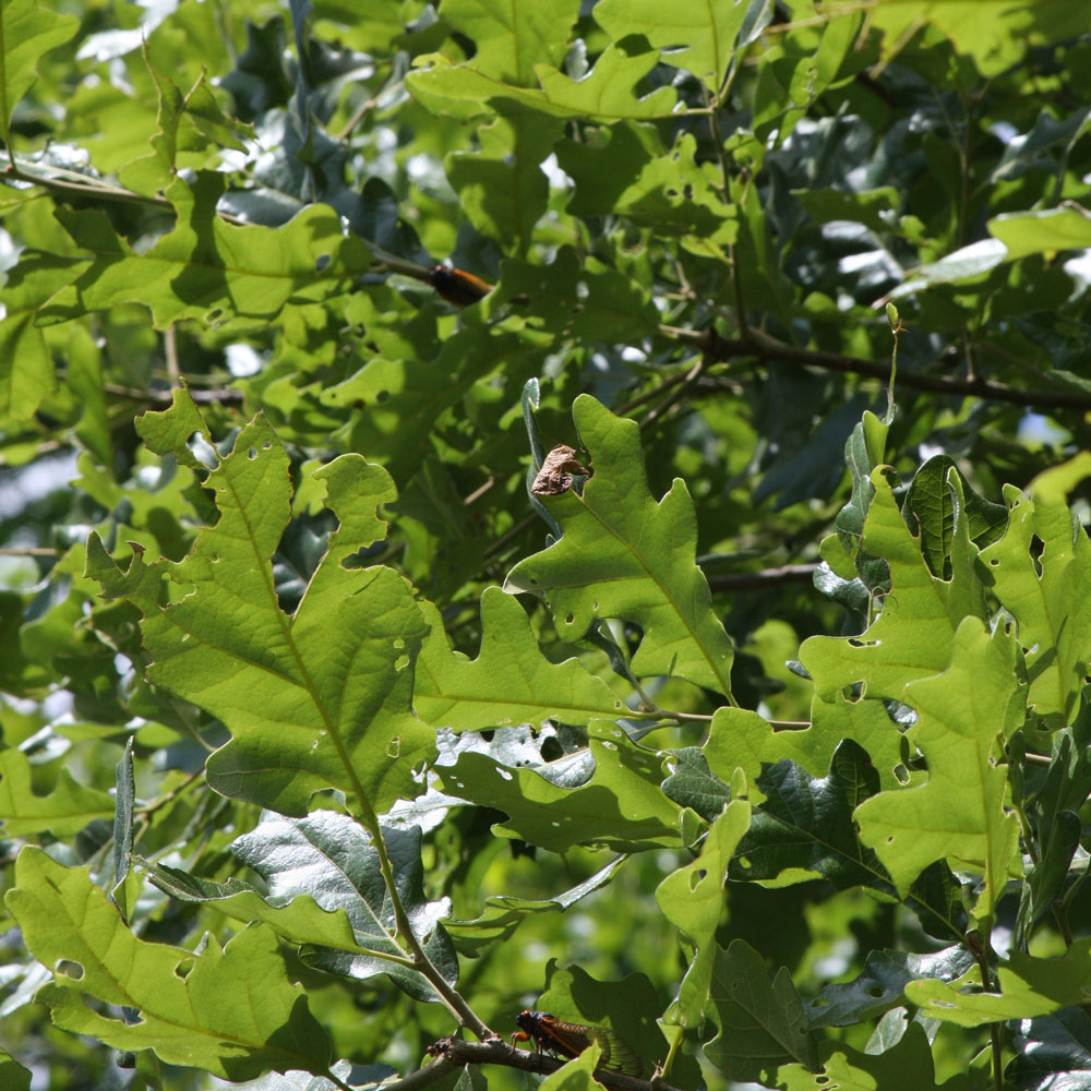 Preserved White Oak Leaves (1 LB dried leaves)