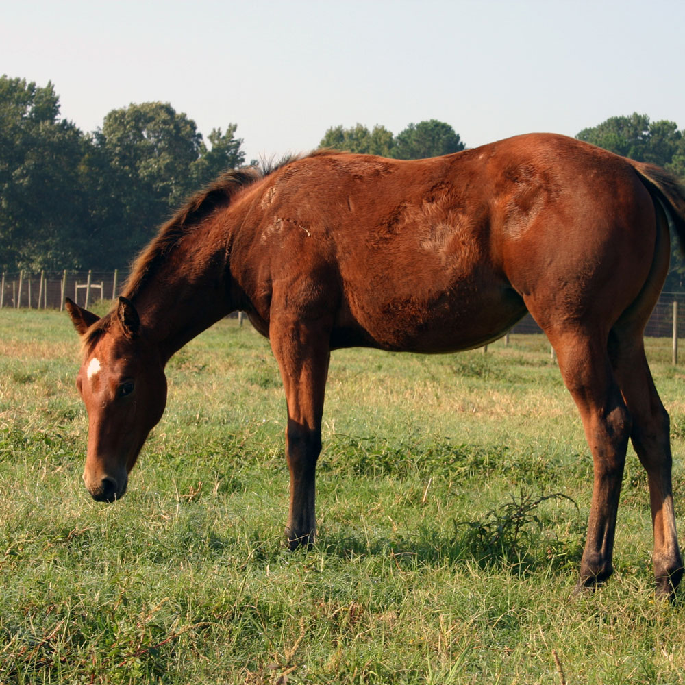 How to Feed a Horse: Understanding the Basic Principles of Horse Nutrition  | UGA Cooperative Extension