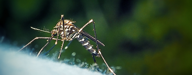 Best Practices of Integrated Mosquito Management