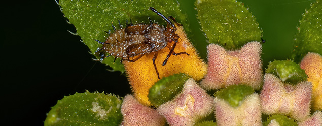 Lantana Lace Bug Biology and Management