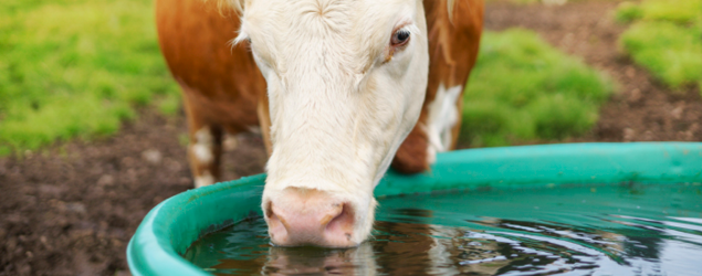 Maintaining a Clean Water Trough for Cattle