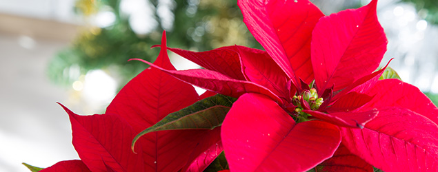 Care of Holiday and Gift Plants