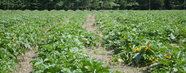 An Introduction to Conservation Tillage for Vegetable Production
