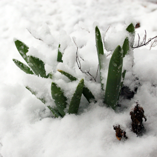 Winter Protection of Ornamental Plants