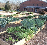Community and School Gardens