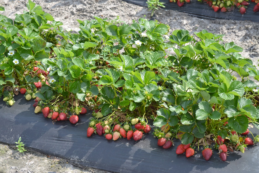 Fruit: Strawberry IPM- Gray Mold  Center for Agriculture, Food