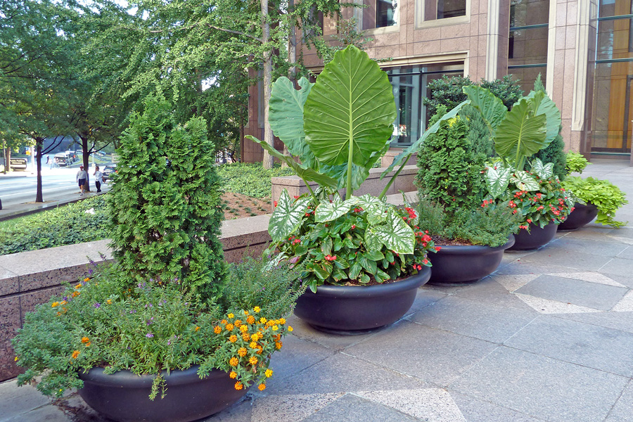 6 Beautiful Pollinator Container-Garden Designs - FineGardening