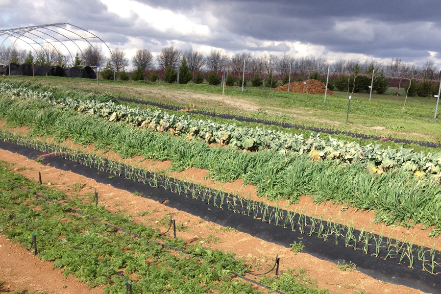 PDF) Allelopathic potential of winter and summer cover crops on