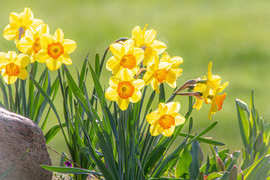 DWARF DAFFODIL NARCISSUS YELLOW GARDEN AUTUMN BULBS SPRING FLOWERING CORM  PLANT