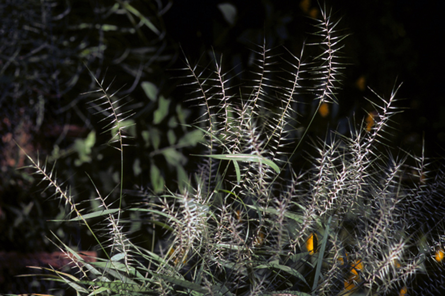 Native Plants for Georgia Part IV: Grasses and Sedges