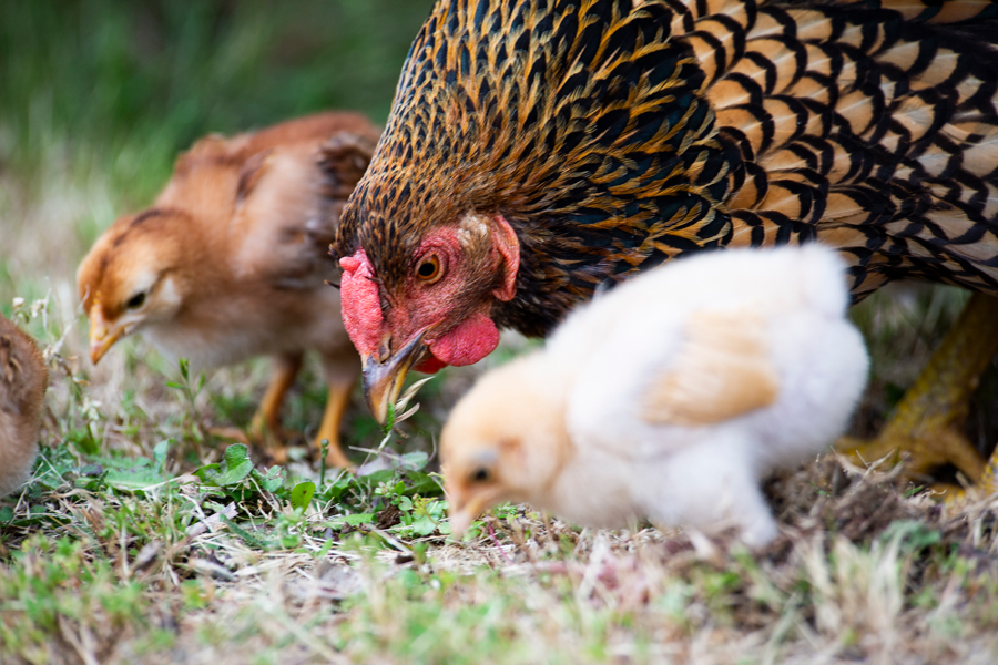 Measurement conversions  BackYard Chickens - Learn How to Raise