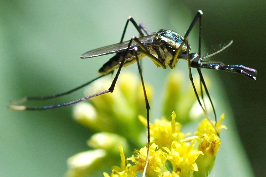 Ankle Biter' Invasion Complicates LA's Mosquito Season