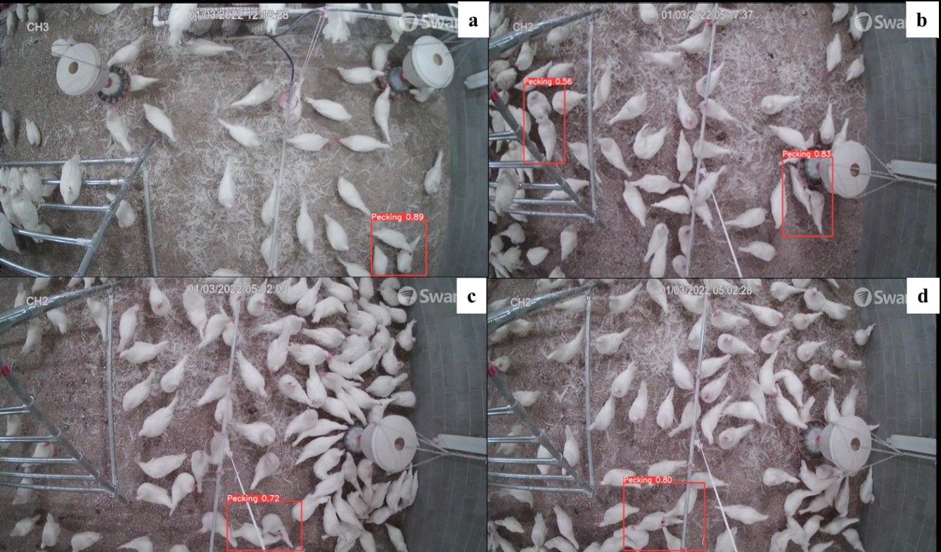 Figure 2. Automatic detection of pecking with the machine vision technology.