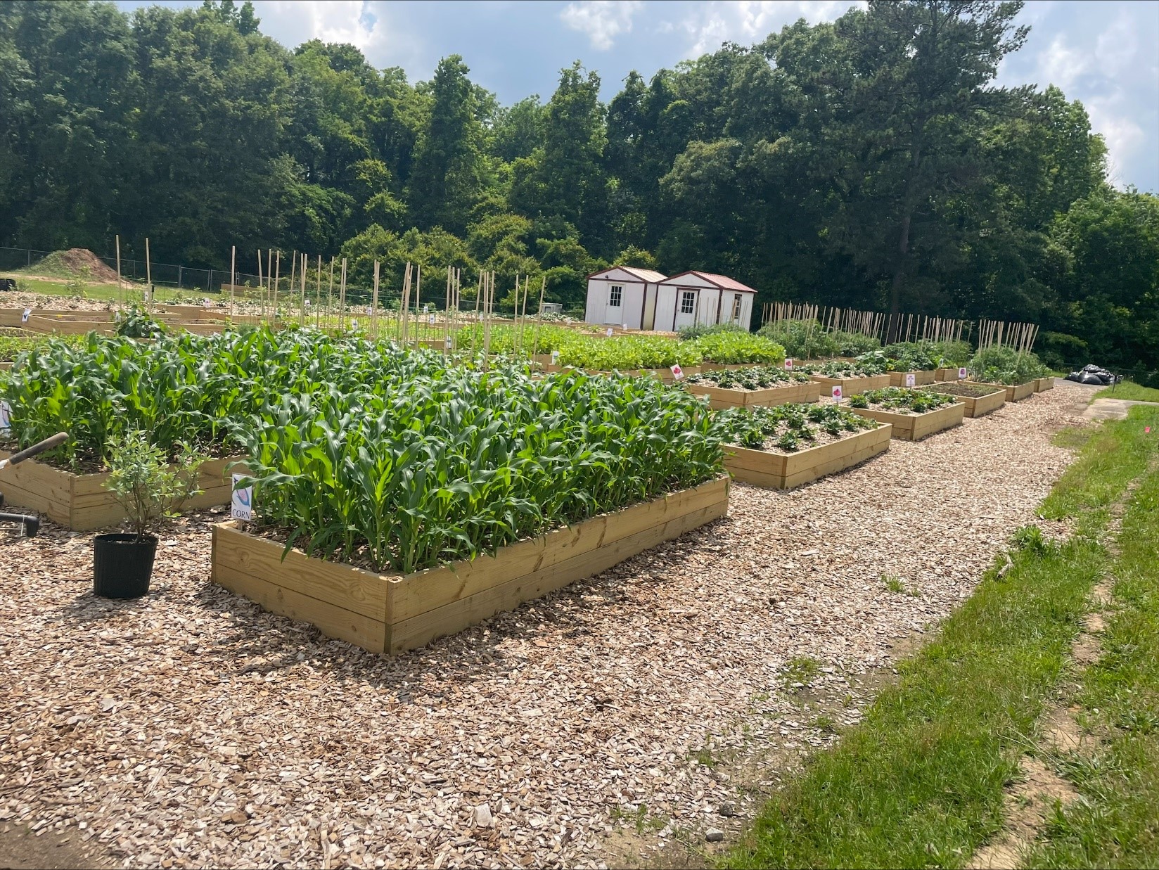 Brookdale Garden in early summer