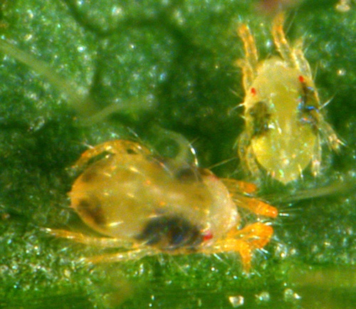 Spider mites feed on a soybean leaf