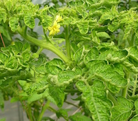 Tomato leaves can curl in response to environmental stresses, like lack of water, or as a symptom of a disease, like tomato leaf curl virus, shown here.