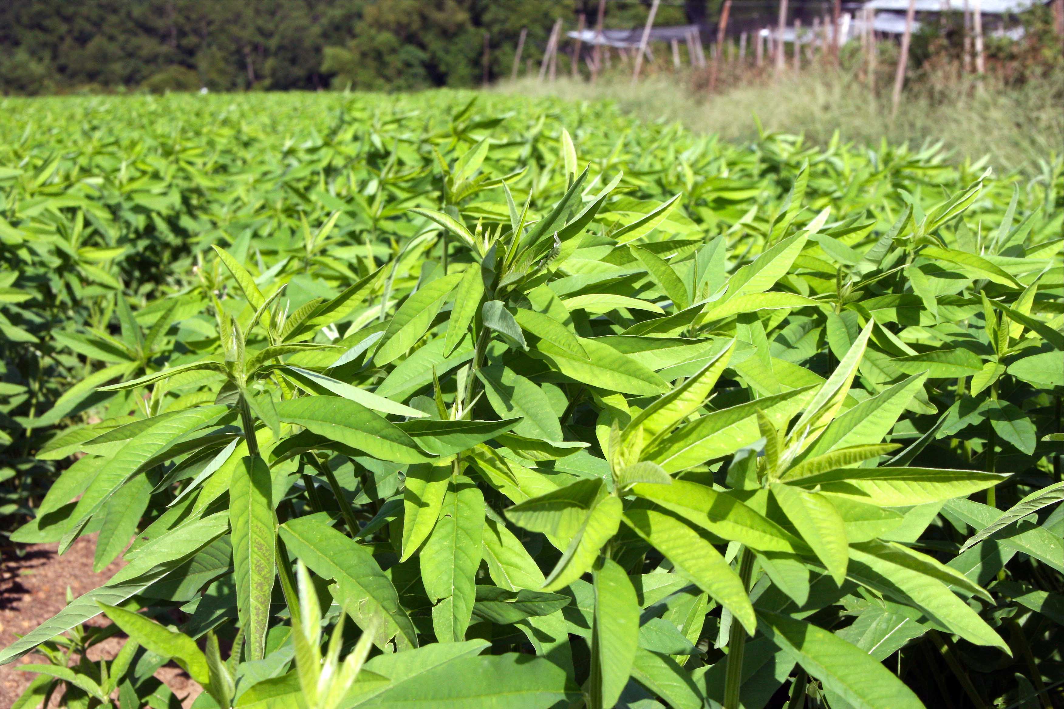 Sunn hemp grows at the University of Georgia campus in Tifton. Along with lupin and bidens, sunn hemp is part of a SARE experimental cover cropping system to add fertility to the soil and reduced the incidence of tomato spotted wilt virus in cash crops.