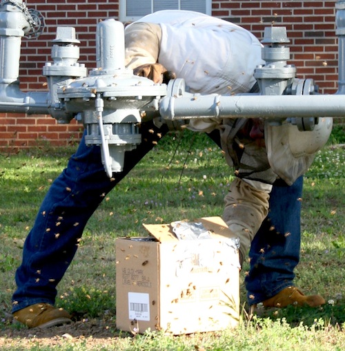 Beekeeper Jim Quick collects a swarm of bees