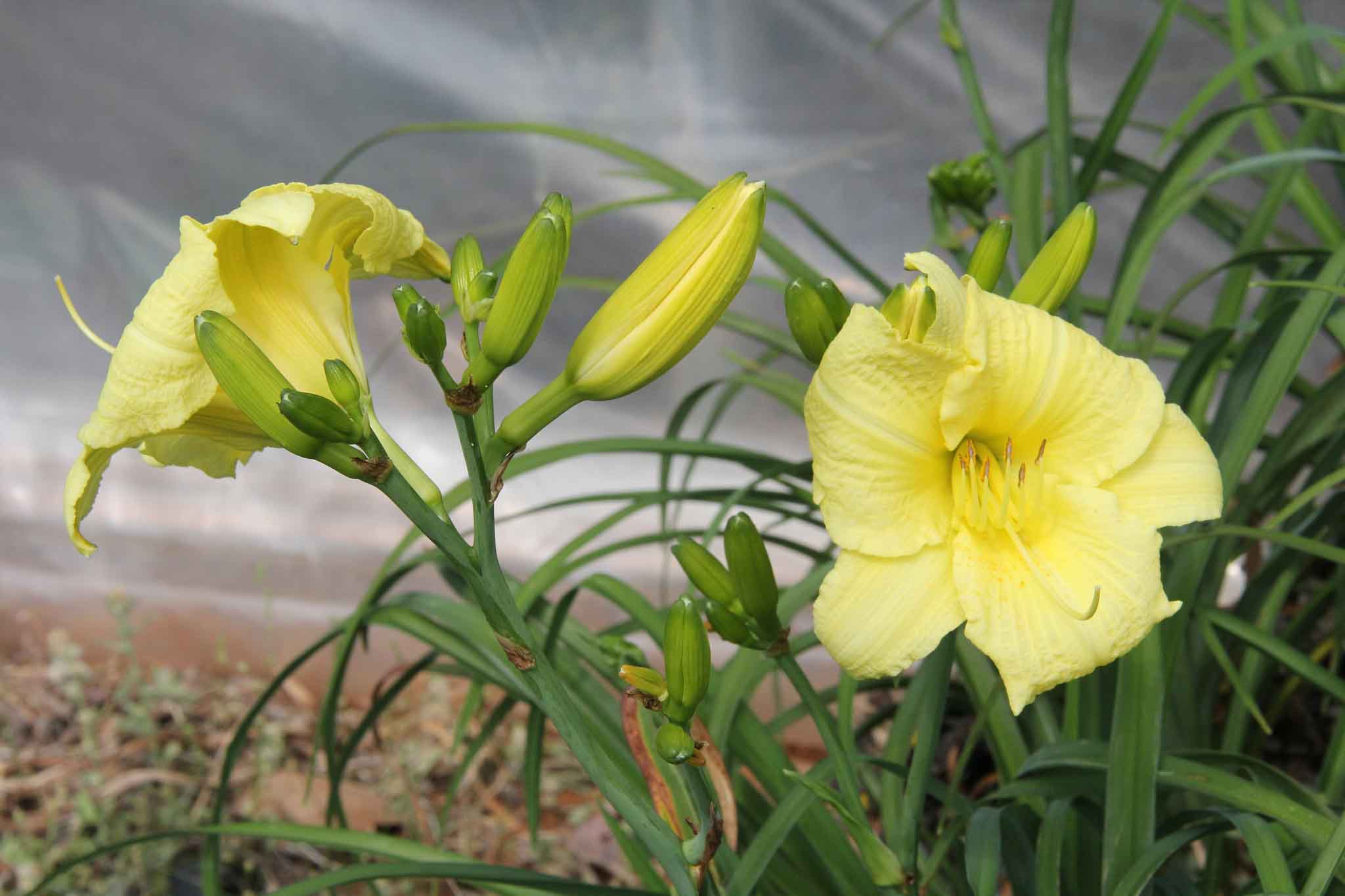 A "Going Bananas" daylily in Griffin, Ga.