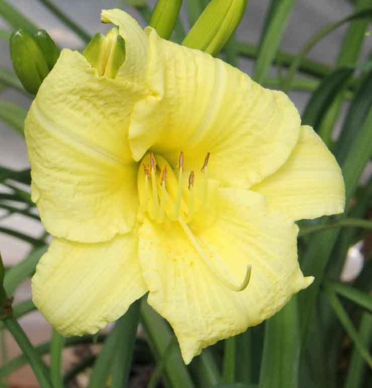 A "Going Bananas" daylily in Griffin, Ga.