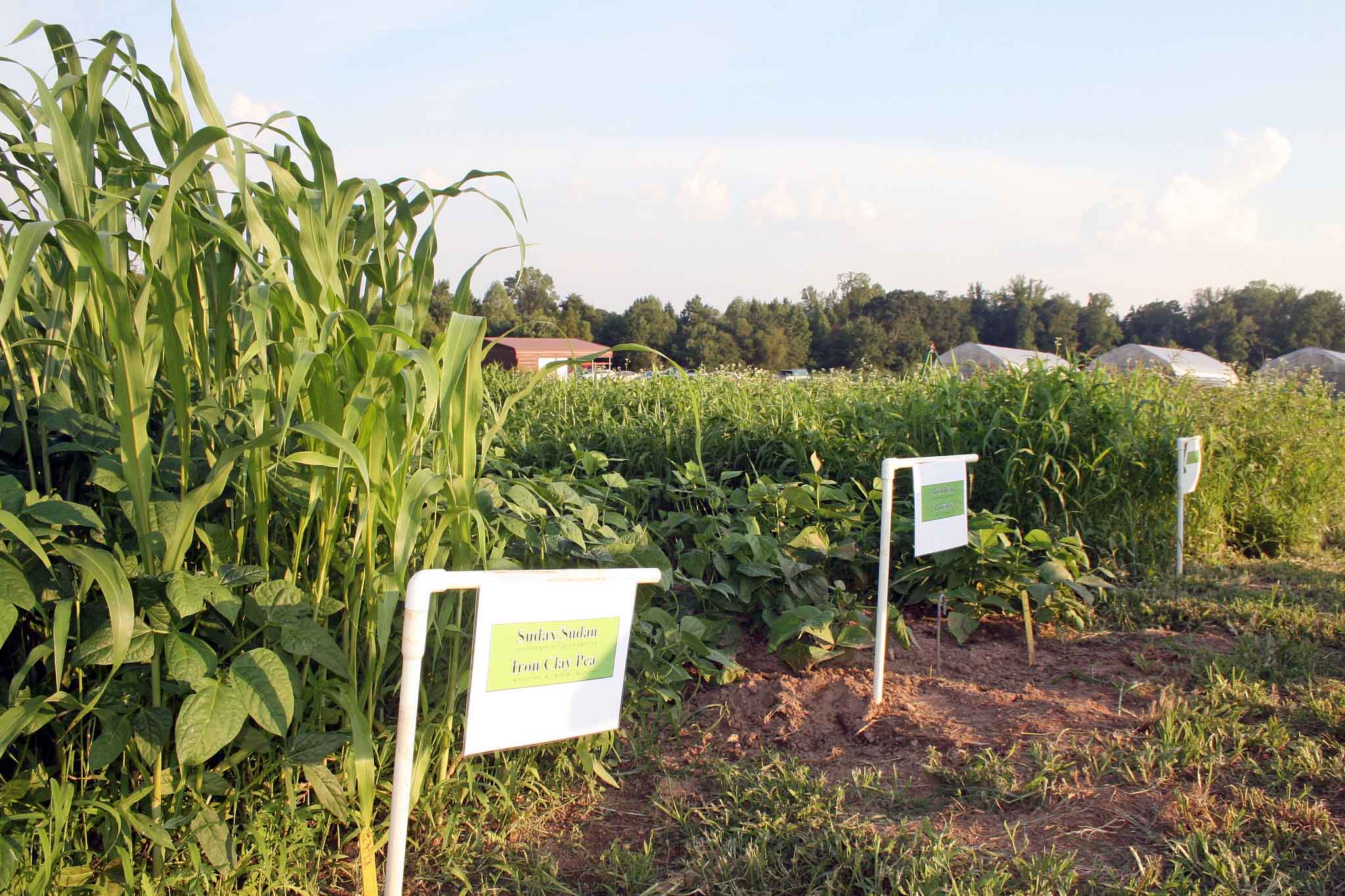 Rows of cover crops being grown for research at UGA College of Agricultural and Environmental Sciences organic research and demonstration farm in Watkinsville.