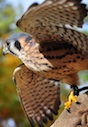 An American Kestrel from the Rock Eagle 4-H Center's collection