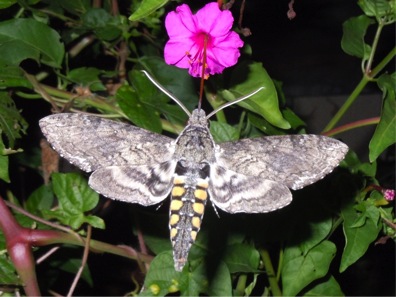 The adult of the hornworm caterpillar is a hummingbird moth.  This fast-flying moth has a long tongue that can suck nectar from deep-throated flowers.  Like a hummingbird, the moth can hover while feeding.