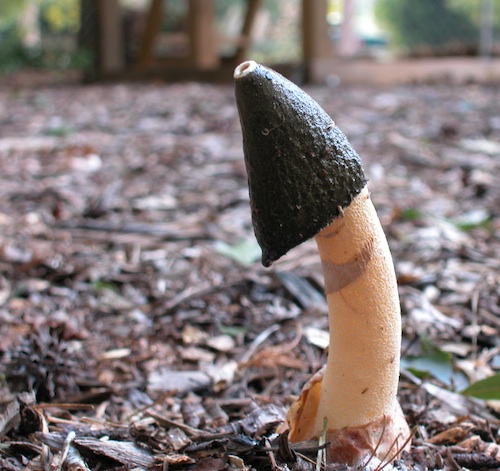 A stinkhorn mushroom