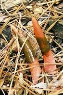 Stinkhorn mushrooms grow in a pile of mulch in Griffin, Ga.