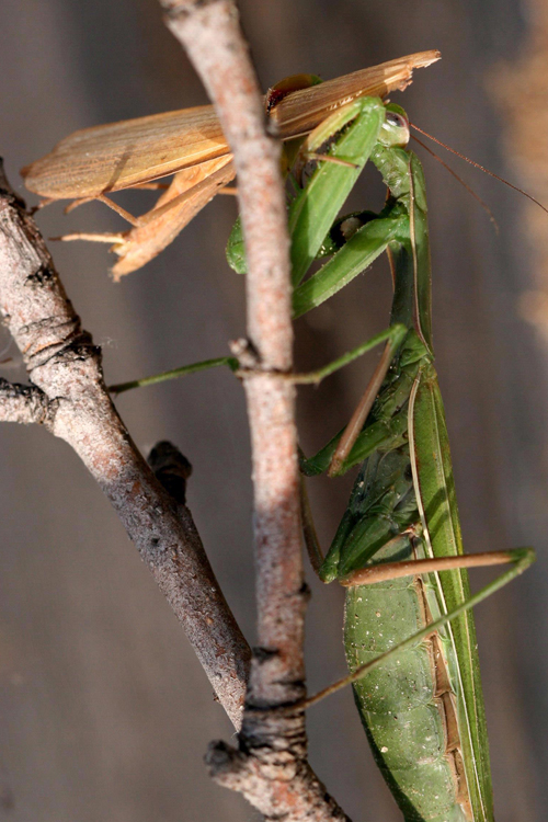 Preying mantis females often eat their partners after mating. Male is being consumed after mating (brown).