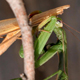 Preying mantis females often eat their partners after mating. Male is being consumed after mating (brown).