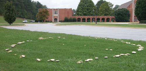 A fairy ring of mushrooms grow on the lawn of a church in Griffin, Ga.