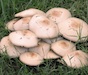 A clump of mushrooms