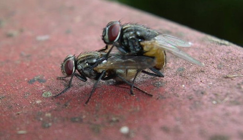 One pair of house flies can result in over a thousand maggots.