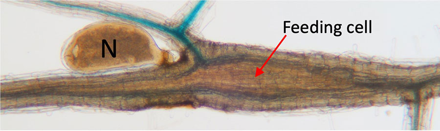 A female cyst nematode that has induced a feeding cell in a plant (Arabidopsis) root to withdraw nutrients. The blue color indicates the activation of ATHB8 gene at the periphery of the feeding cell by the nematode. N, nematode. Photo credit: Xunliang Liu