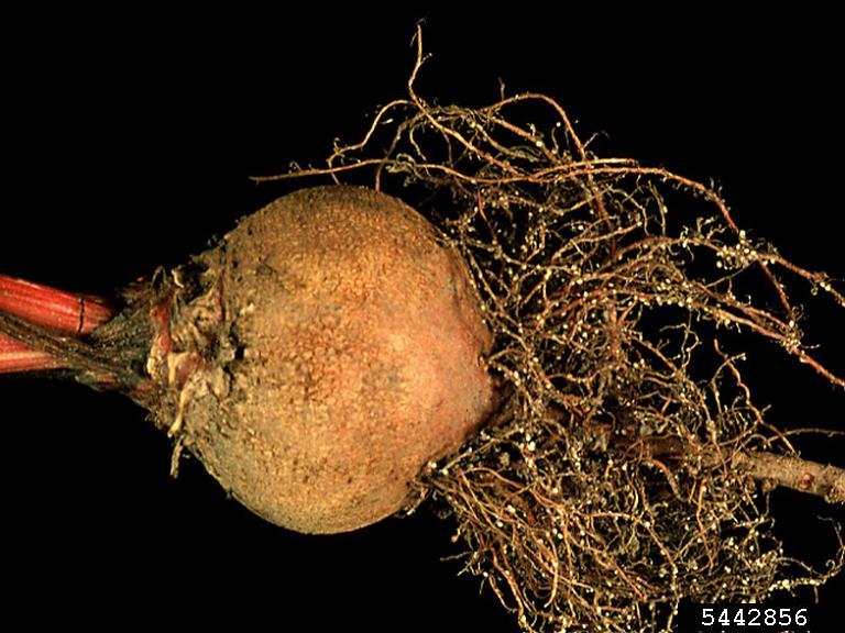 sugar beet cyst nematodes