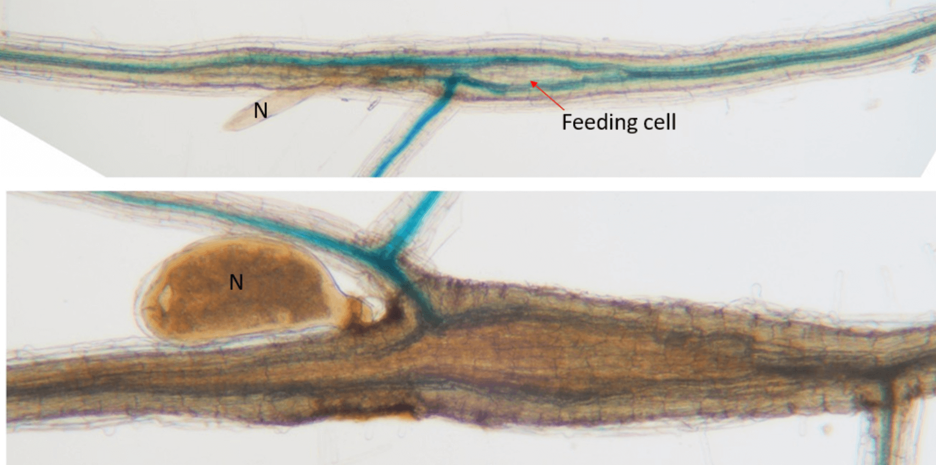 A microscopic close up of the root of a plant showing a female cyst nematode that has induced a feeding cell in a plant root to withdraw nutrients.