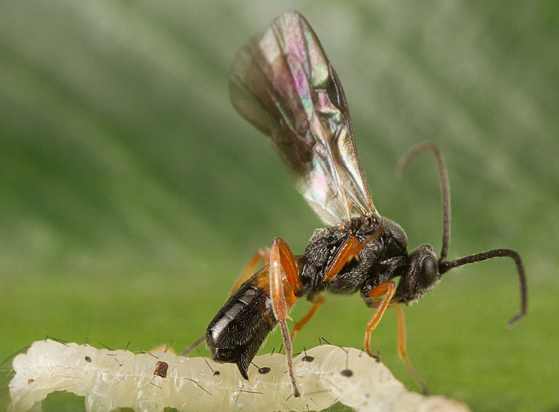 A microplitis demolitor wasp parasitizes a soybean looper caterpillar by injecting eggs and bracovirus. Braconid wasps use a class of viruses called bracoviruses that can hijack the cells of their hosts without destroying them, expressing genes important to the survival and development wasp’s offspring while they feed on the live host. Photo by Jena Johnson. 