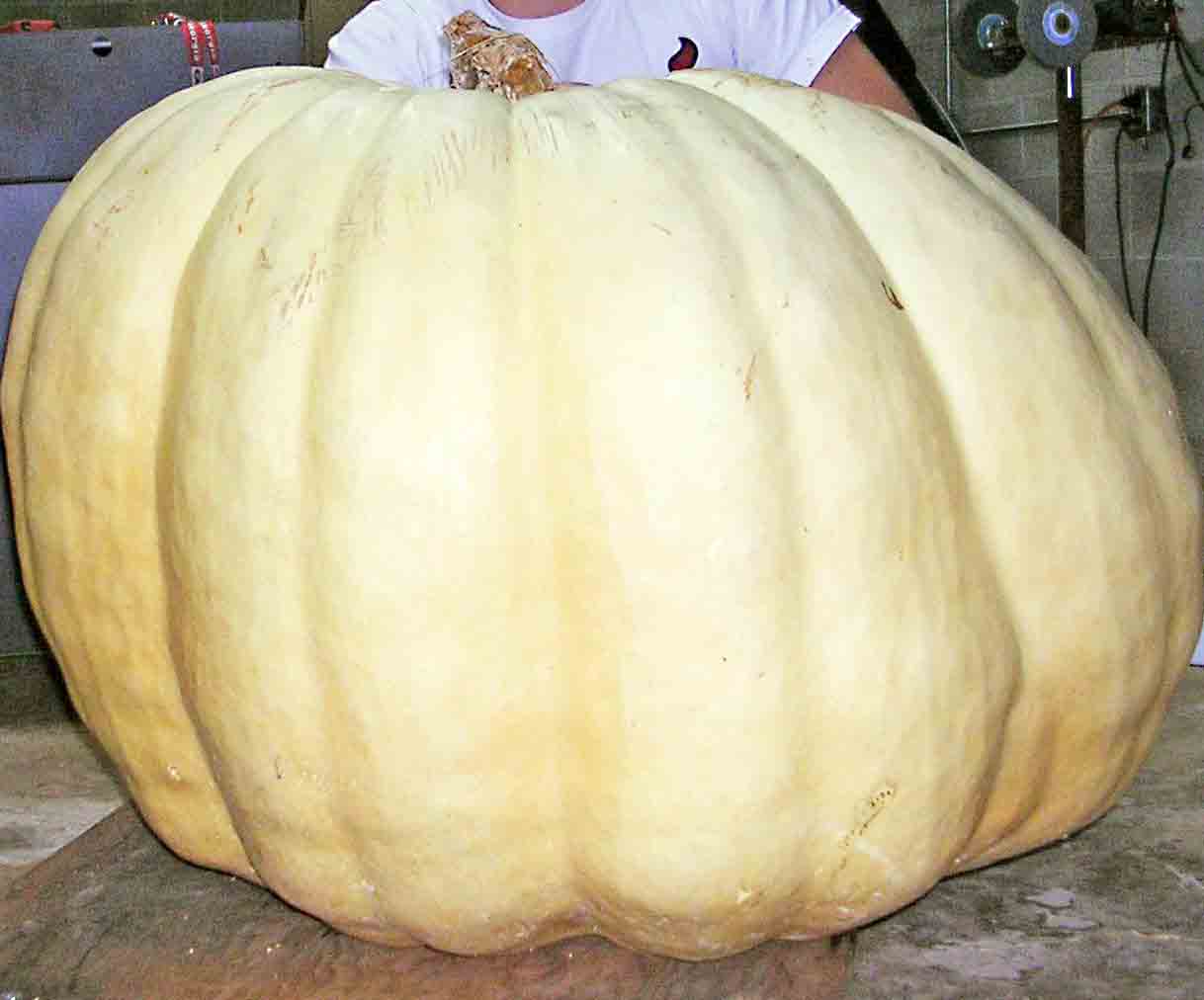 Trey Thomas, of White County took home first place in the 2012 Georgia 4-H Pumpkin Growing Contest with his 342-pound pumpkin.