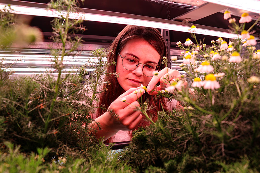 Horticulture doctoral student Rebekah Maynard inspects the development stage of chamomile inflorescences for a study specifically targeting biopharmaceuticals, served to find fast-growing, efficient crops that could be produced on a massive scale, an important consideration for the profitability of controlled-environment agriculture.