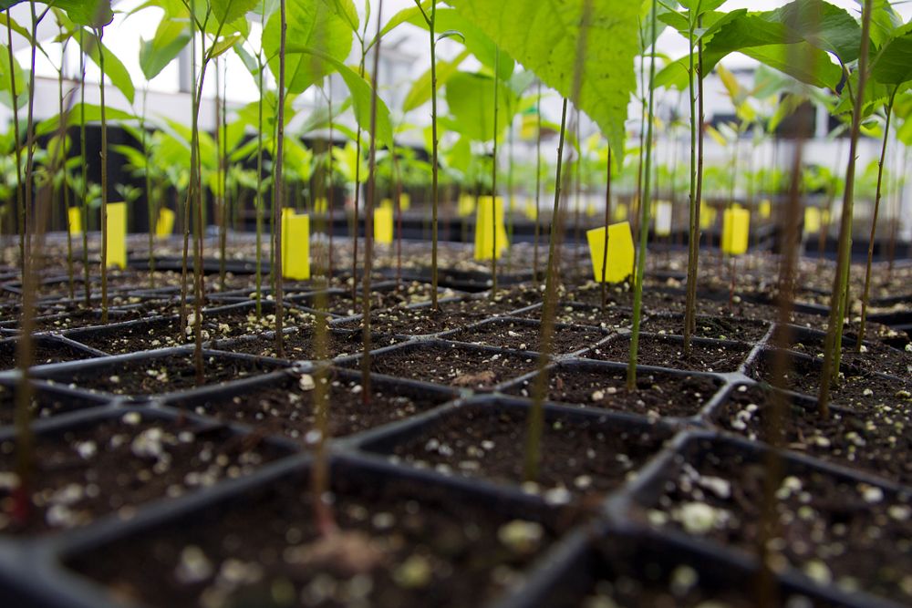 Young pecan trees