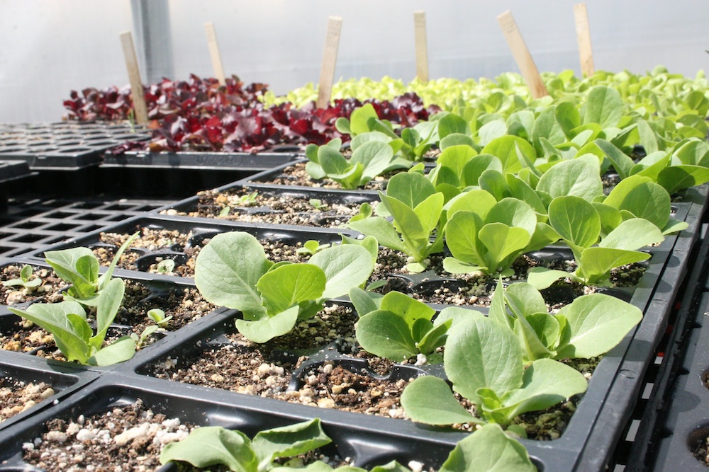 Young lettuce seedlings growing in a greenhouse.