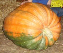 Piper Brown, of Henry County, took home third place in the 2012 Georgia 4-H Pumpkin Growing Contest” with his 260-pound pumpkin.