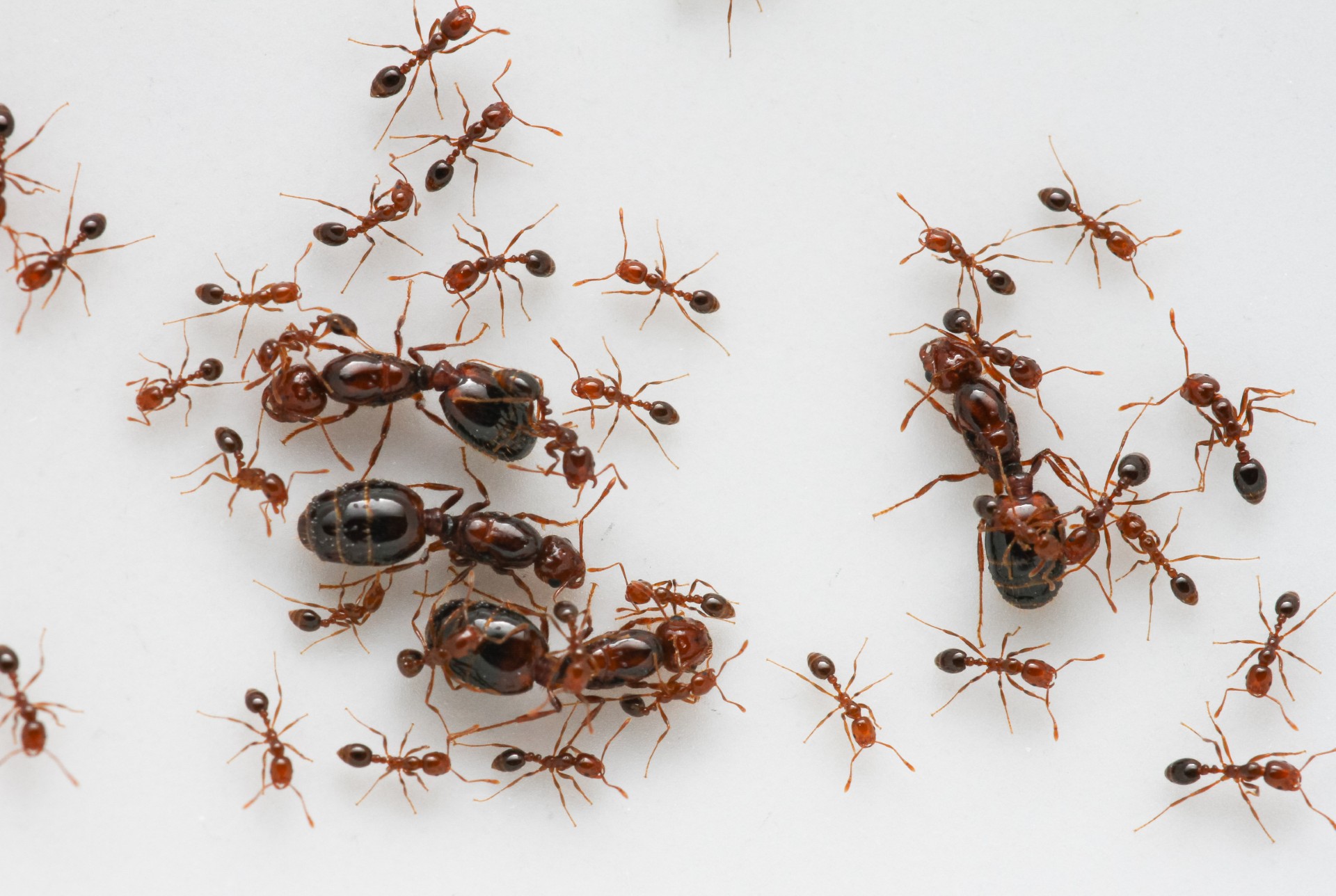 Fire ants attack queen ants