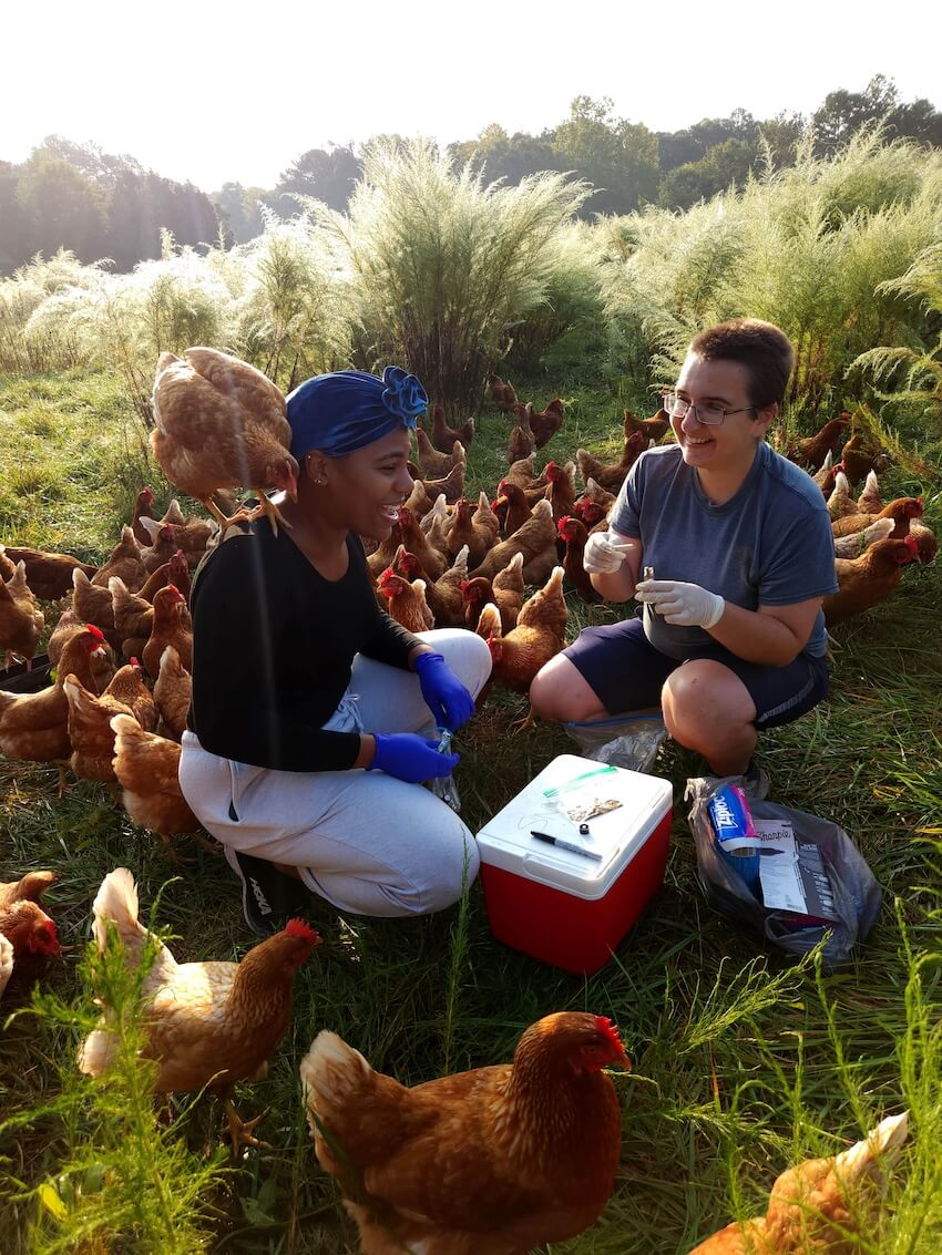 Two researchers crouch in a field surrounded by a flock of brown, pastured chickens while they collect fecal samples for testing.